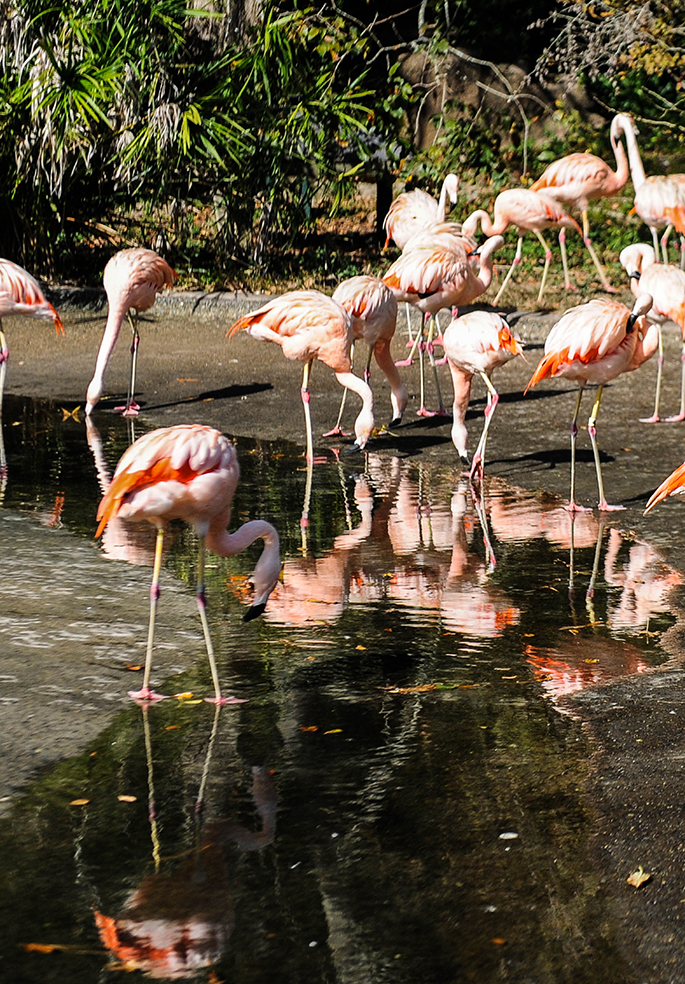 Visit the flamingos, tigers, and more at the Baton Rouge Zoo on your next trip! Check out more to do in the Southern Flair Local Guide to Baton Rouge!